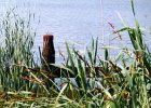 2001 05 24 rietkraag.jpg
